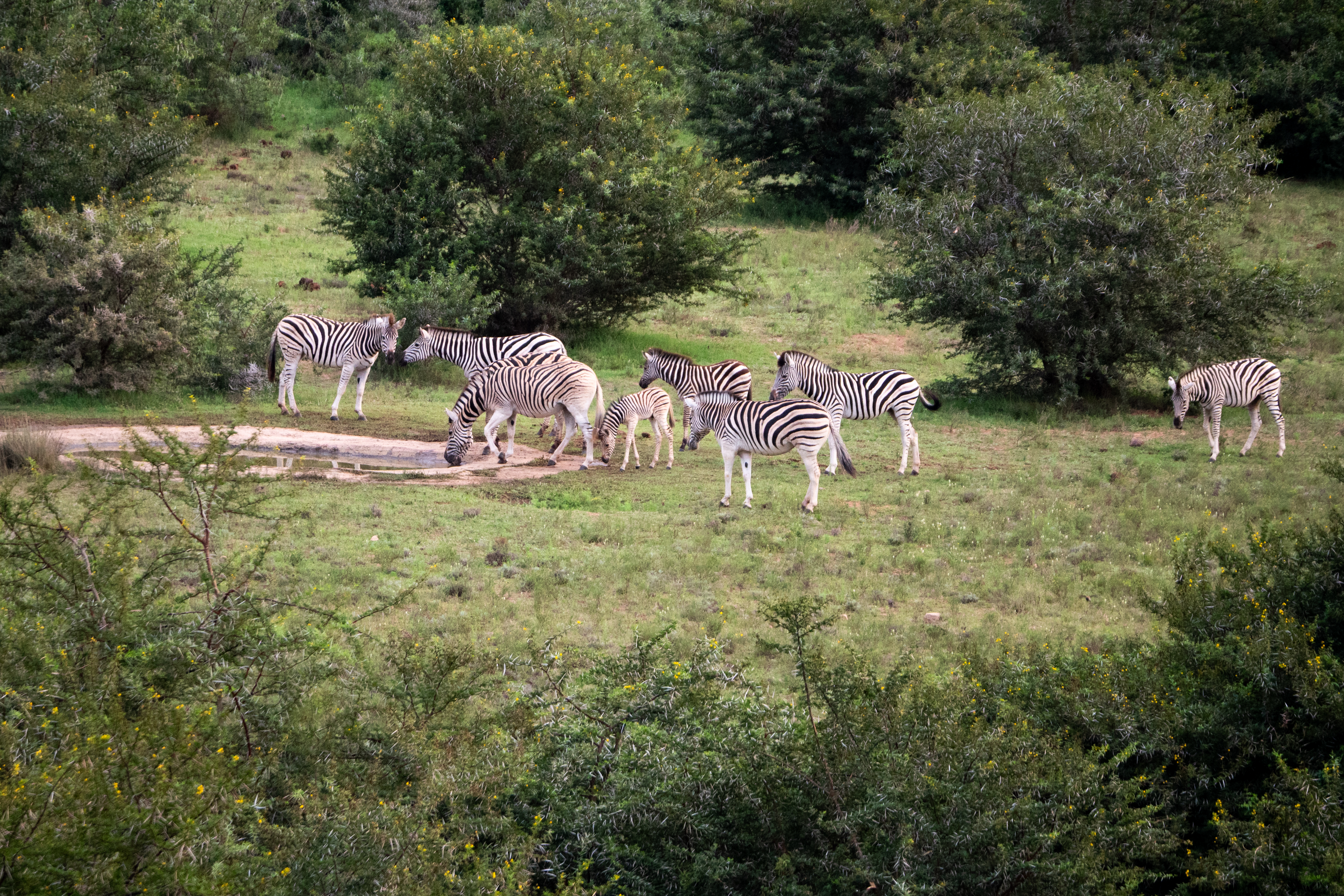 Burchell's Zebras